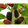 Tree Seeds Mulberry seeds for planting both for leaves and for fruits